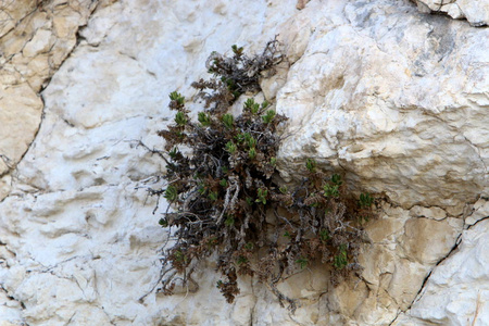 绿色植物生长在岩石和岩石的困难条件下