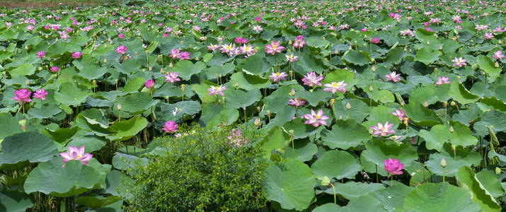 莲花池在和平和宁静的乡村。这是佛陀的花，是用于人类的食物