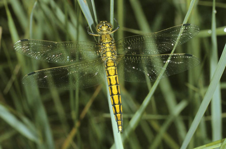 黑衬里的撇渣 Orthetrum cancellatum, 女性