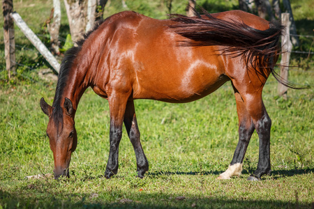 褐色的马站在草原上