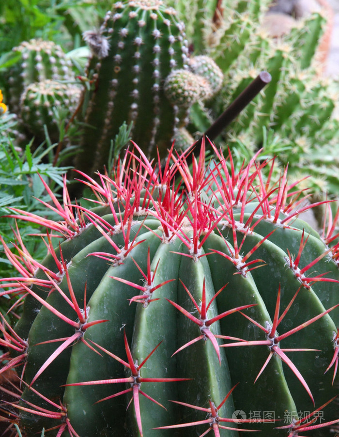 刺和危险的肉质植物多刺的仙人掌刺