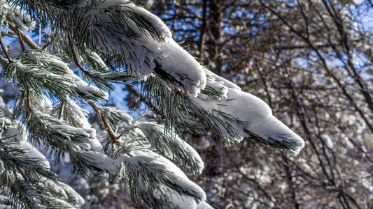 近距离看到的常青树树枝覆盖着积雪。冬季森林在克罗地亚