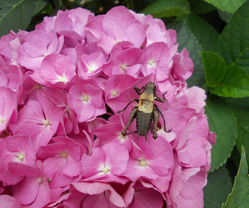 大昆虫类似于一只蟋蟀俯下身的绣球花