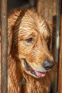 金毛猎犬湿图片