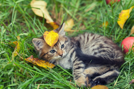 小猫躺在草地上，落下的叶子