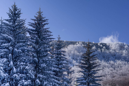 白雪覆盖的森林景观视图。上面的蓝色晴朗的天空。乌奇卡山山, Vojak, 克罗地亚