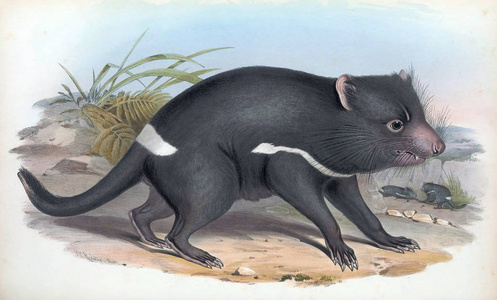 澳大利亚的塔斯马尼亚 devilthe 哺乳动物。伦敦1863