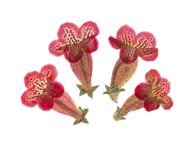 压榨和干燥的红色精致透明花天竺葵 Pelargonium 分离在白色背景上 用于剪贴簿花艺或标本室 照片 正版商用图片16l8g4 摄图新视界