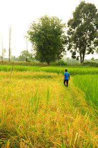 在泰国的水稻农场工作的农民图片