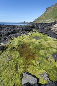 北部爱尔兰海岸线上的绿色海藻