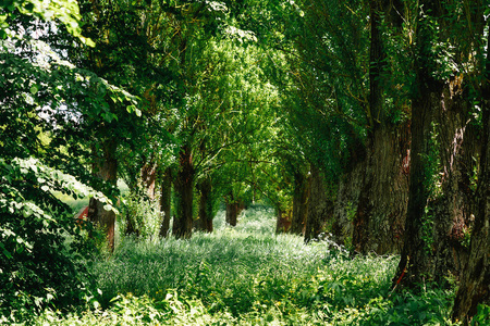 绿色隧道竹绿色花卉背景