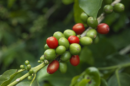 红莓咖啡树