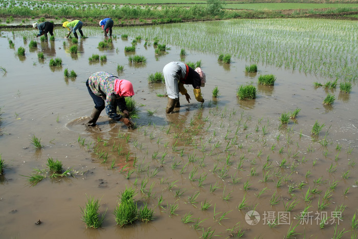 在中国农村水稻插秧