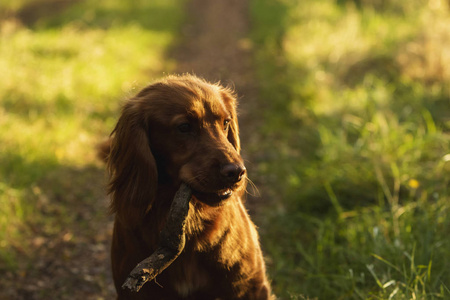威尔士史宾格犬图片
