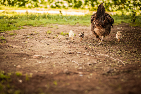 春鸡, 孵化小鸡和母鸡家庭卡通向量例证母鸡和小鸡母鸡和小鸡无缝模式