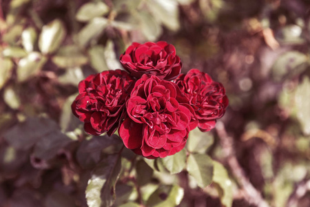 红玫瑰, 爱的象征。红色玫瑰为恋人, 自然玫瑰在庭院里, 自然背景为贺卡, 庆祝邀请, 日历, 海报