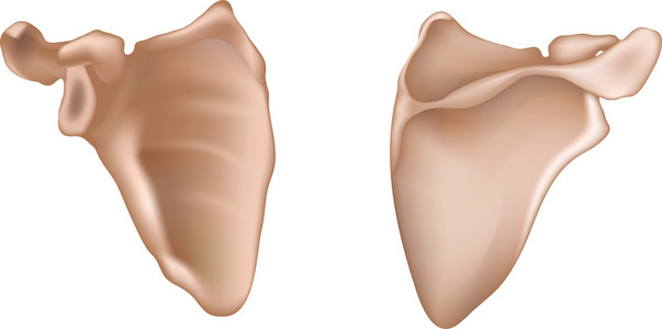肩甲骨图片 肩甲骨素材 肩甲骨插画 摄图新视界