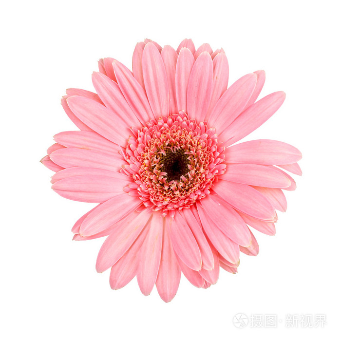 孤立在白色背景上的粉色非洲菊雏菊