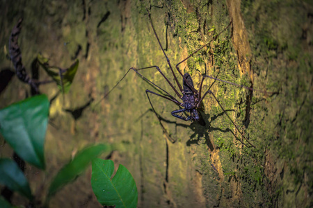 秘鲁国家公园2017年8月06日 秘鲁马吉国家公园亚马逊雨林的黑暗中的蝎子蜘蛛