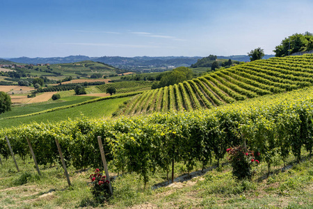 从 Govone 到圣 Alfieri, 阿斯蒂, Monferrato, 意大利山麓, 夏季的道路