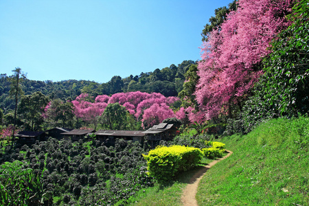 咖啡树樱花通路