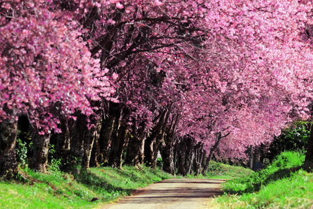 樱花通路在清迈，泰国