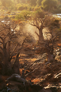 纳米比亚的猴面包树