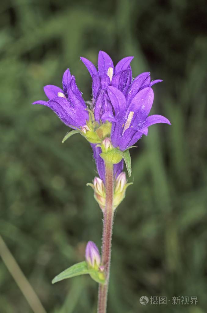 开花聚集的钟花Campanula，肾小球