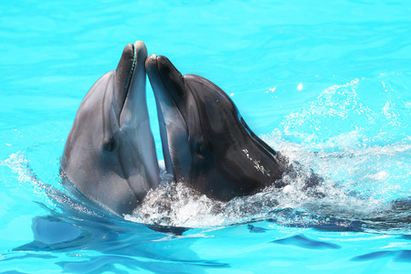 在池的蓝色的水中游泳的海豚
