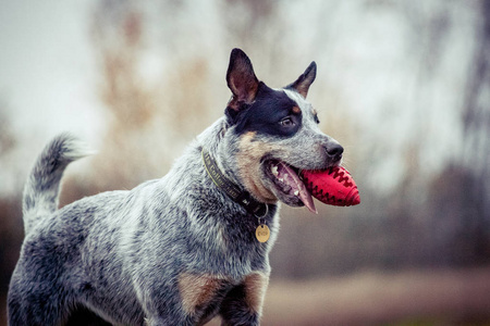 澳大利亚牛狗训练玩狗蓝色 heeler