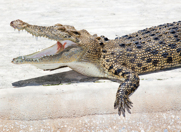 鳄鱼