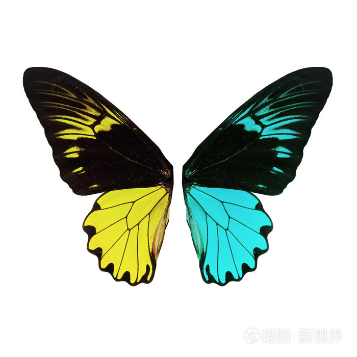 蝴蝶翼孤立白色背景