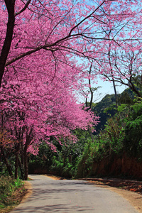 樱花通路在清迈，泰国