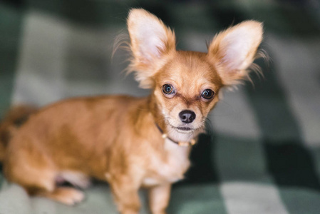 美丽可爱的吉娃娃狗肖像特写照片