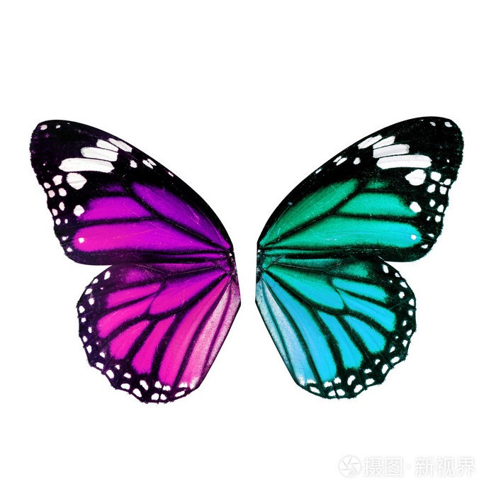 孤立在白色背景上的蝴蝶翅膀