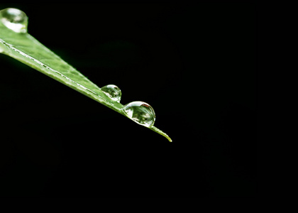 叶子上的水滴