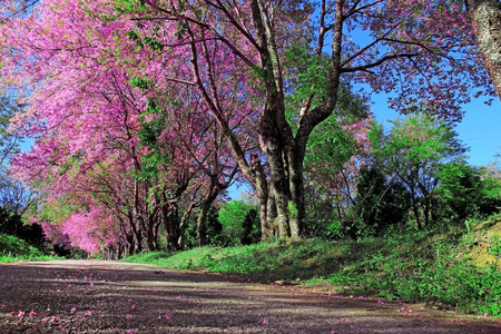 樱花通路在清迈，泰国