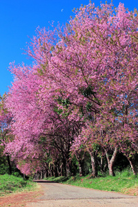 樱花通路在清迈，泰国