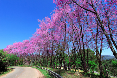 樱花通路在清迈，泰国