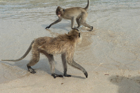 猴岛, 泰国猴子在海边的海滩上照片