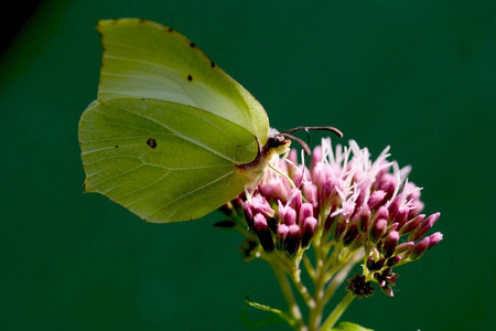 Genepteryx rhamni 蝶, 特写镜头