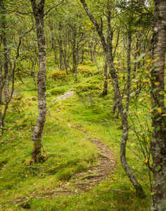 一个美丽的, 仍然是绿色的秋季森林在山坡上的挪威, Folgefonna 国家公园。秋天充满生机的风景