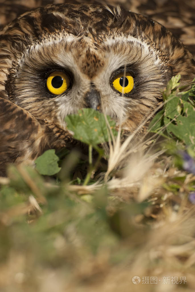 短耳猫头鹰澳洲鲜红斑国家猫头鹰眼睛和面孔的画像