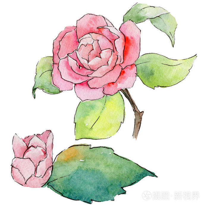 在孤立的水彩风格的野花山茶花