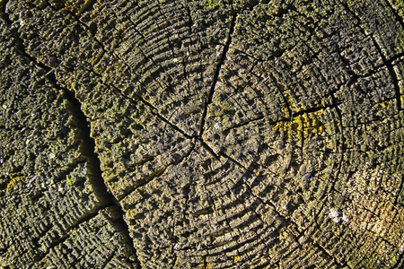 木质纹理, 空木背景, 龟裂表面