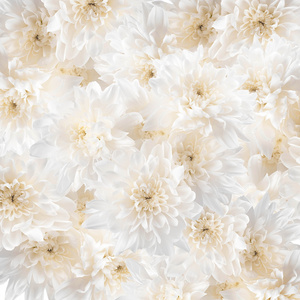 白菊花的花束