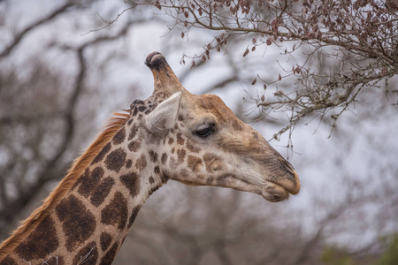 长颈鹿在南非狂放的公园图片