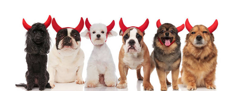 大团队的六可爱的狗装扮成魔鬼万圣节, 站在白色背景和坐在