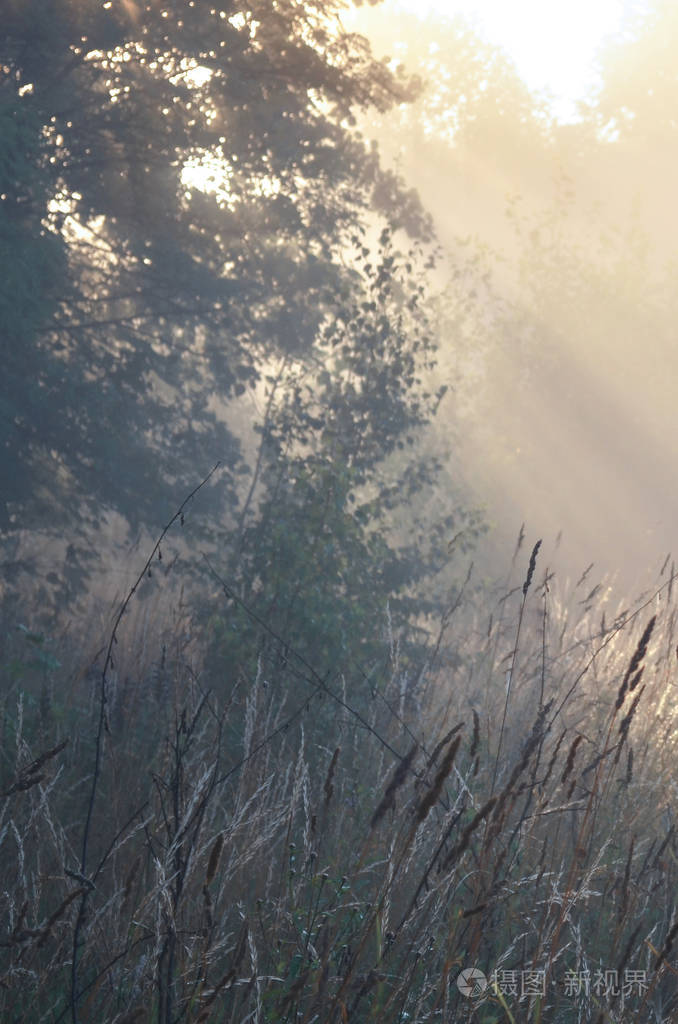 夏天的黎明和阳光, 雾的早晨