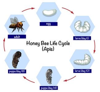 蜂王发育过程图片图片